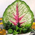 Decortive Big colorful leave plant