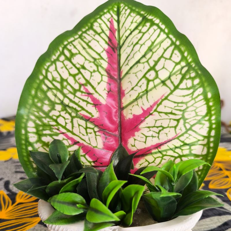 Decortive Big colorful leave plant