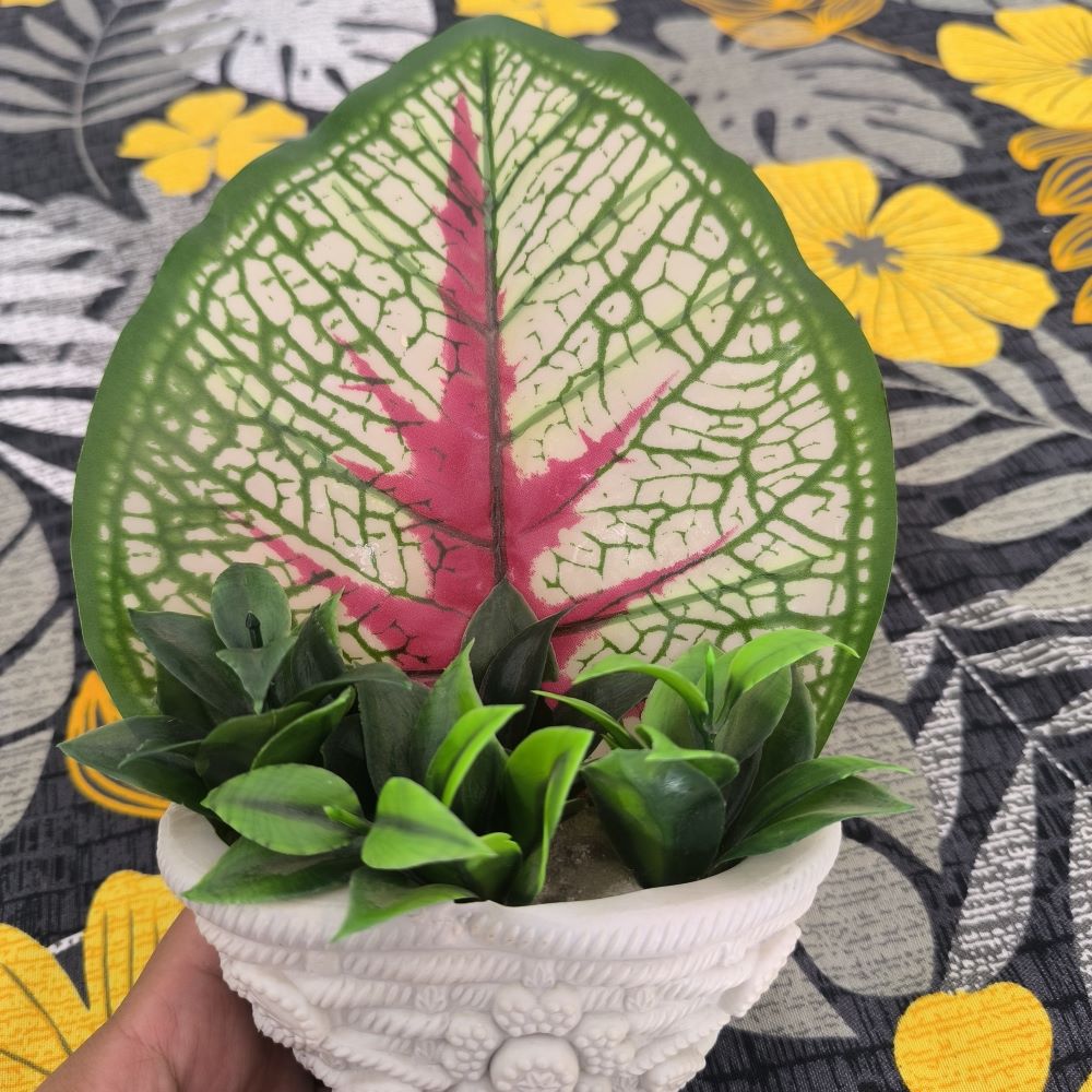 Decortive Big colorful leave plant