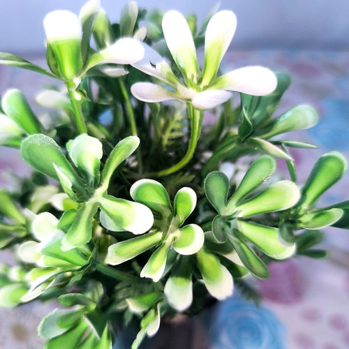 Mini Faux Boxwood Clover Plant in Glossy Black Ceramic Pot – 9.5"